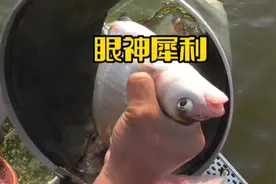 鳊鱼不一定要钓浮，4米水深跑铅钓底，鳊鱼连杆上。#钓鱼