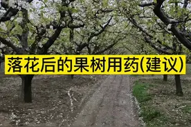 第七十三集 | 果树落花后的用药方案(建议)#果树用药 #梨树管理视频封面