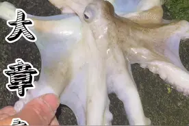 在海边发现一只被海浪打上来的超大章鱼！给大张吓的口水都流出来了！#于小欠夫妻户外录 #山东生活日记 #于式放生 #赶海 #户外视频封面