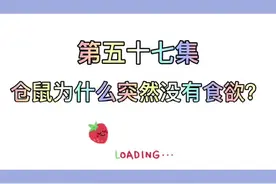 仓鼠篇第57集：仓鼠为什么突然没有食欲？#仓鼠 #金丝熊日常 #仓鼠日常 #金丝熊 #金丝熊宝宝视频封面