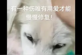 大家都在等的微笑天使后续来了，#救助萨摩耶视频封面