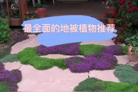 最全面的地被植物推荐给大家，共计10余种，欢迎补充视频封面