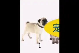 1-宠物消费洞察#宠物 #萌宠 #消费 #洞察 #数据分析视频封面