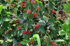 客户把树莓当成了桑葚😋😋😋咱也不敢说#树莓 与#桑葚 区别视频封面