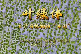 叶绿体——生产有机物的“车间”#微观看世界 #植物