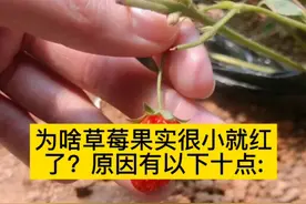 为啥草莓果实很小就红了？原因有以下十点#草莓 #草莓种植视频封面