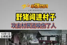 云南昭通市绥江县老店子，野猪跑到村里去了，村民们四处逃散，其中有村民还被咬伤！#野猪闯进村子 #监控下的一幕 #社会百态 #云南dou知道 @抖音短视频 视频封面