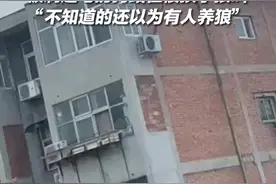 5月11日，河南新乡，被剃过毛的狗站在楼顶学狼叫，拍摄者：不知道的还以为有人养狼#阿拉斯加 #狗狗 视频封面