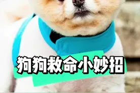 如何给狗狗催吐！#狗狗 #萌宠 #宠物 #柴犬 #宠物用品 #宠物知识 #狗 #给狗狗催吐#宠物用品批发 @DOU+小助手 视频封面