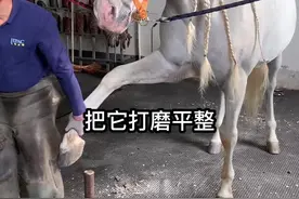 尼寇为什么要钉蹄#马 #抖音热门
