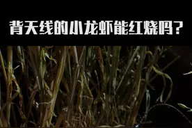 背着天线的“小龙虾”#涨知识 #奇闻趣事  #科普 #动物 #百万森林守护挑战 视频封面