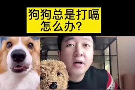 狗狗总是打嗝怎么办呢？#狗 #宠物医生 #萌宠出道计划视频封面