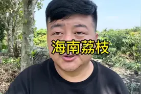 海南的荔可能要放弃，实在不能拿大家的信任度去冒险#荔枝视频封面