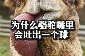 为什么骆驼嘴里会吐出一个球？#热门#科普#涨知识#神奇动物在抖音 @DOU+小助手 