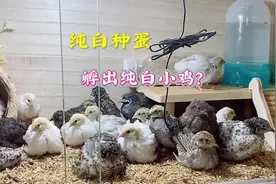 纯白芦丁鸡种蛋孵出纯白小鸡的机率是多少，来见证一下#芦丁鸡
