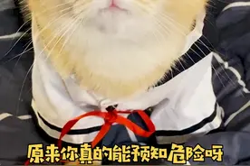 猫真的能预知危险吗？#萌宠出道计划 #萌宠 #猫