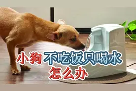 小狗不吃饭只喝水怎么办