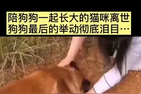 一只重情重义的狗狗，最后一幕，真是彻底泪目了……#之声头条视频封面