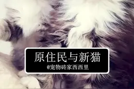 如何让新旧猫和平相处 #科学养宠攻略 #星河知识计划 #原住民和新成员视频封面