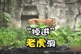 村民说，老虎的粑粑可以驱赶野猪，老实的我信了视频封面