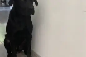 朋友训练他的#拉布拉多，口水都流成线了，没有主人的命令还不敢吃！笑死我了@抖音短视频视频封面