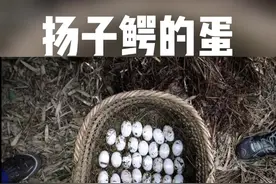 比鸡蛋还小的扬子鳄蛋，里面传来镭射枪的声音……#扬子鳄