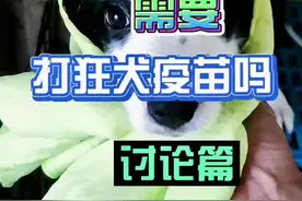 很多人打了狂犬疫苗后都有发烧的症状，且总打也没有好处，所有大家不要过度治疗#科学养宠 #萌宠#边牧@抖音短视频视频封面
