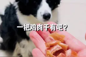简单吧 #奥利接食物 #接食物挑战 #边牧 #训狗教程视频封面