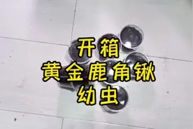 开箱黄金鹿角锹幼虫#昆虫标本 #甲虫