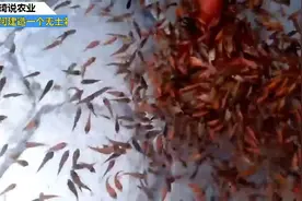 如何建造一个无土栽培蔬菜大棚视频封面