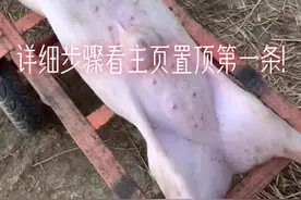 猪脐疝修复、必须要镇静、再配合局麻、还要固定好、这样方便操作！#河南养猪 #猪疝气视频封面