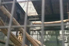 红尾黑凤头鹦鹉。视频封面