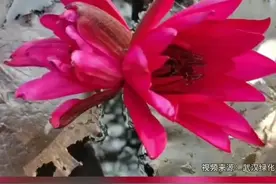 罕见！武汉1株睡莲开出2对并蒂莲，旁边还有一朵花上有三个芯视频封面