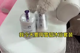用雪貂沐浴露，在家也能洗出宠物店的效果，洗完毛发顺滑蓬松，持久留香#萌宠好物 #宠物洗护视频封面