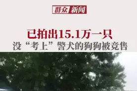 7月7日，辽宁沈阳警犬训练基地对淘汰的54只狗狗进行竞售，市民纷纷排队参与竞拍。视频封面
