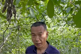 核桃树黑杆病讲解#核桃树管理#果树 #果树管理 #三农小知识视频封面