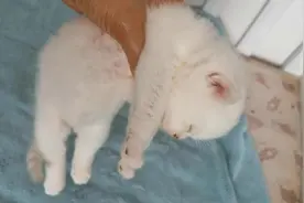 对不起，我回来晚了#小奶猫 #猫 #小奶猫的迷惑睡姿视频封面