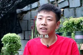 玉麒麟买到嫁接货，栽种一定要做视频封面