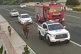 110和119一起街头“遛马？#天津dou知道 #你好天津 #监控下的一幕 视频封面