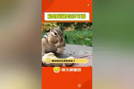 #松鼠囤粮有多可爱 这孩子怪聪明，临走还不忘打包一个视频封面