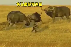 落单角马被鬣狗群追杀，求助野牛群，没想到被落井下石视频封面