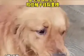 感动！金毛看到原主人，咬住袖子往院里拽 #萌宠  #感动视频封面