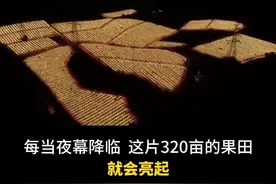 320亩#火龙果 点灯“睡觉” ，上演农田#灯光秀！#阳江 #种植 #农业 #农村视频封面