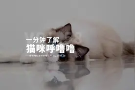 猫咪呼噜噜居然有这些奇奇怪怪的作用？#新手养猫 #科学养猫视频封面