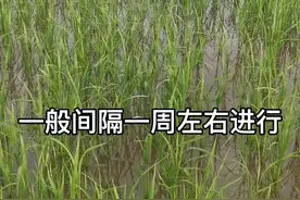 一个很多人提出过的问题，是直播水稻必须关注的问题#夏老师教你种水稻 #农业技术 #科学除草#抖音助农 