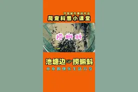 在公园捞的究竟是蝌蚪还剩癞蛤蟆？长大后是啥模样？#蝌蚪 #癞蛤蟆 #爬宠视频封面