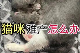 猫咪难产怎么办
