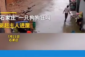 #狗狗狂叫驱赶主人回屋后发生山体滑坡 万物皆有灵，狗狗它预判到了危险的发生#狗狗#河北 #石家庄 #点赞 视频封面