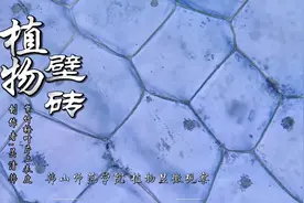 植物表皮细胞中的颜值天花板#显微镜 #微观世界视频封面