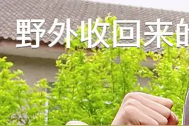 野外收回来的蛋群无王群如何安全合群#蜜蜂养殖 #蜜蜂视频封面